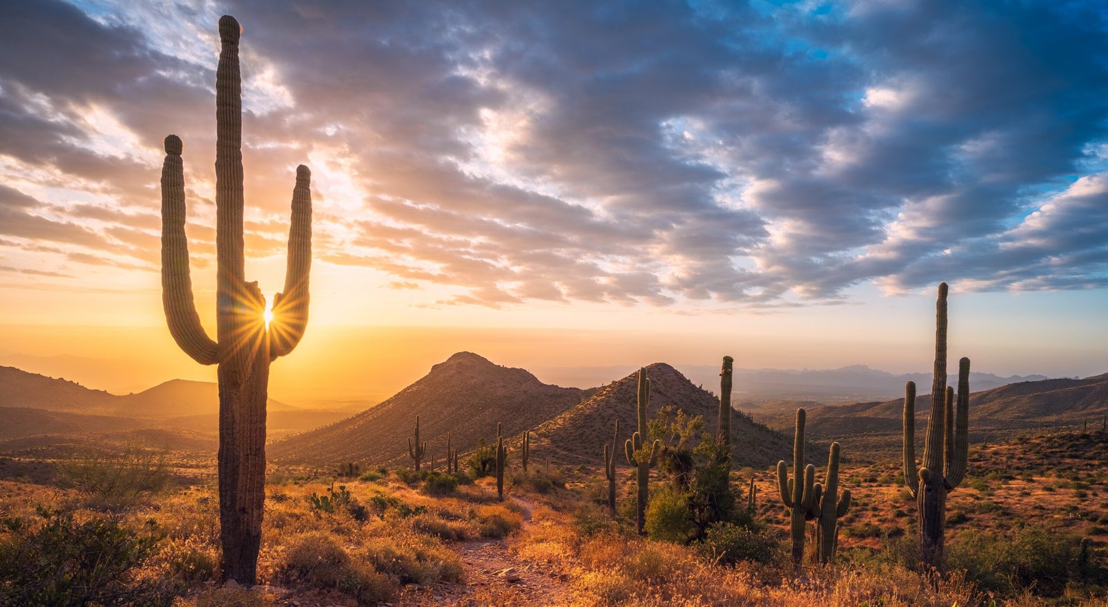 Saguaro cactus in Phoenix, Arizona